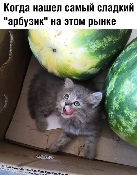 Смешная картинка №364577 кошки, котята