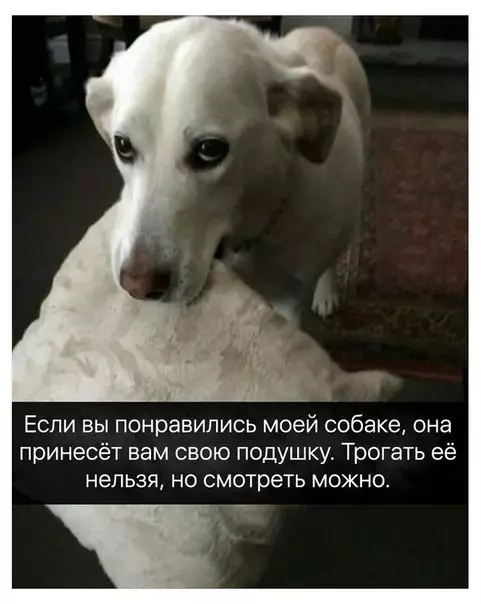 Смешная картинка №267454 собаки