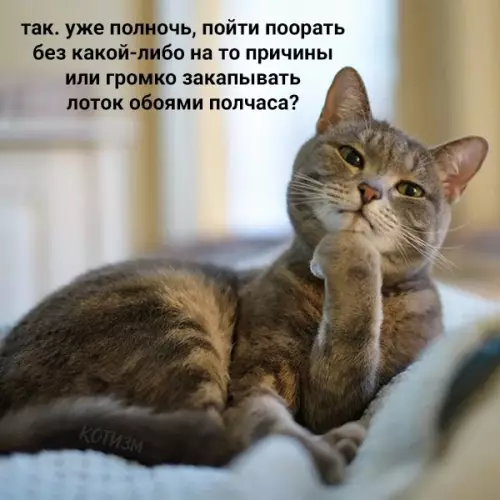 Смешная картинка №572329 Ежедневные дилеммы обычных котов Кошки