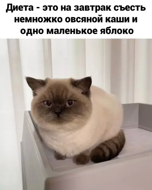 Смешная картинка №585511 Диeтa - этo...