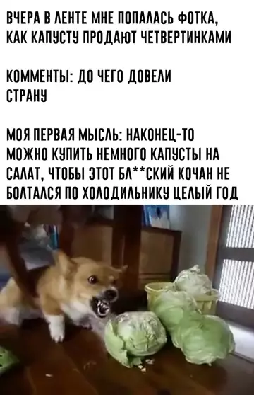 Смешная картинка №751114 Капуста