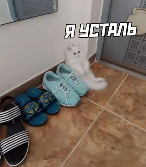 продолжение Смешная картинка №629680 Жиза, котик, жиза...