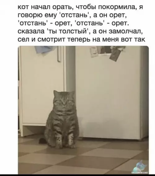 Смешная картинка №399039 коты, животные