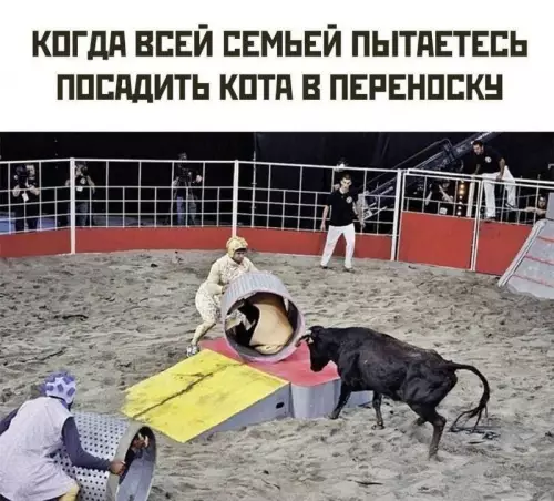 Битва за кота: уровень Хардкор 😼💥 - КОГДА ВСЕЙ СЕМЬЕЙ ПЫТАЕТЕСЬ ПОСАДИТЬ КОТА В ПЕРЕНОСКУ