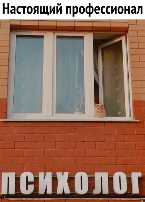 Смешная картинка №698078 психологи, коты