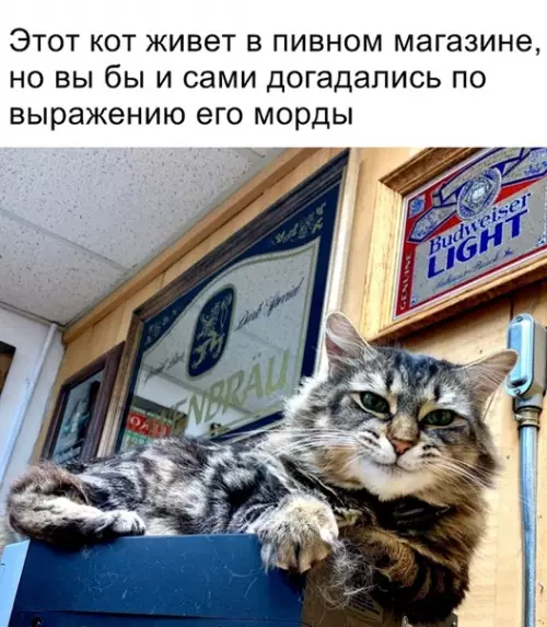 Смешная картинка №349429
