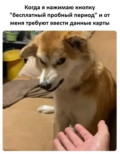 Бесплатный сыр только в мышеловке 🧀🤨 - Когда я нажимаю кнопку бесплатный пробный период и от меня