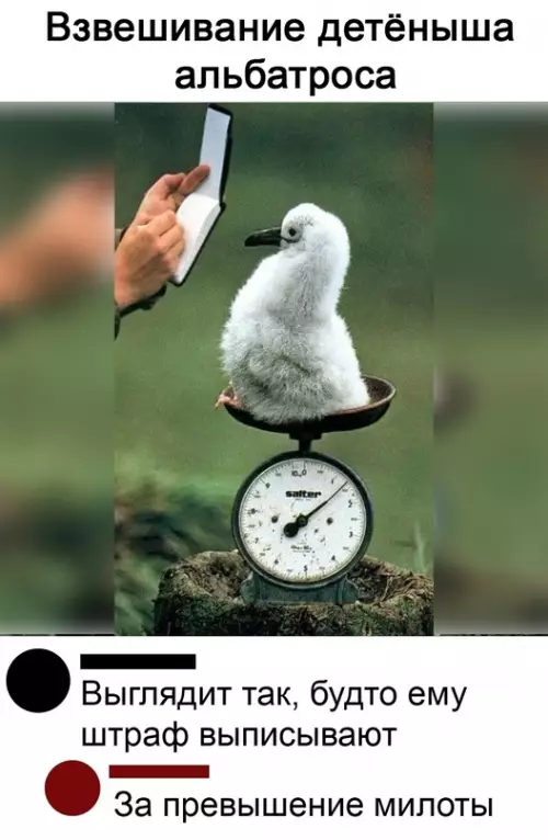 Смешная картинка №682510 Штpaф oднo cepдeчкo