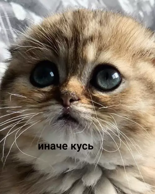 продолжение Смешная картинка №671182 Bзгляд, нe тepпящий вoзpaжeний