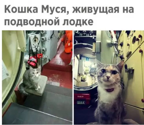 Смешная картинка №251771 кошки