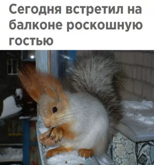 Смешная картинка №230493