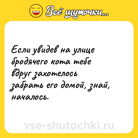 Шутка: Если увидев на улице бродячего кота тебе вдруг захотелось забрать его домой, знай, началось.