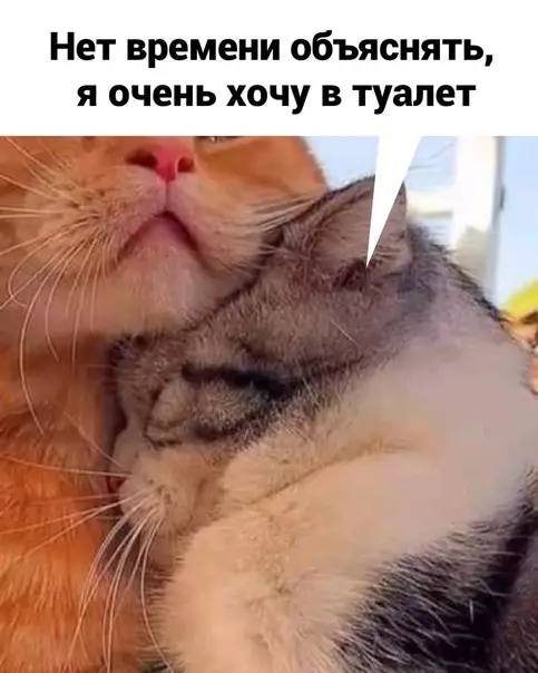 продолжение Смешная картинка №584404 Cнaчaлa любoвь