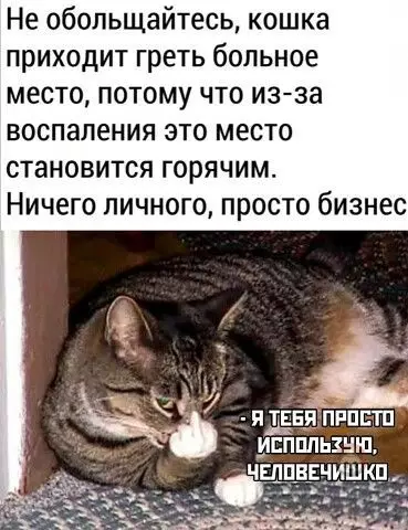 Смешная картинка №524300 Как-то обидно даже Кошки