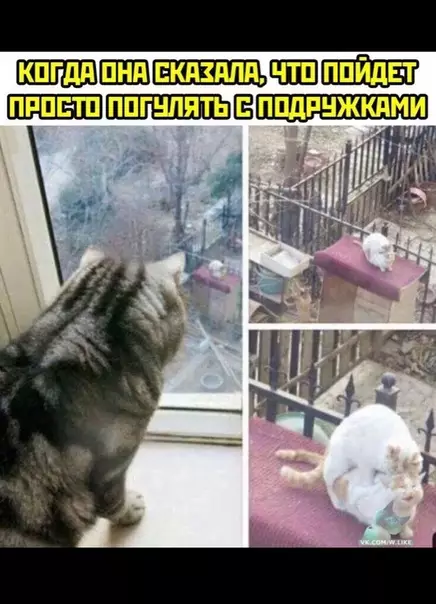 Смешная картинка №360716