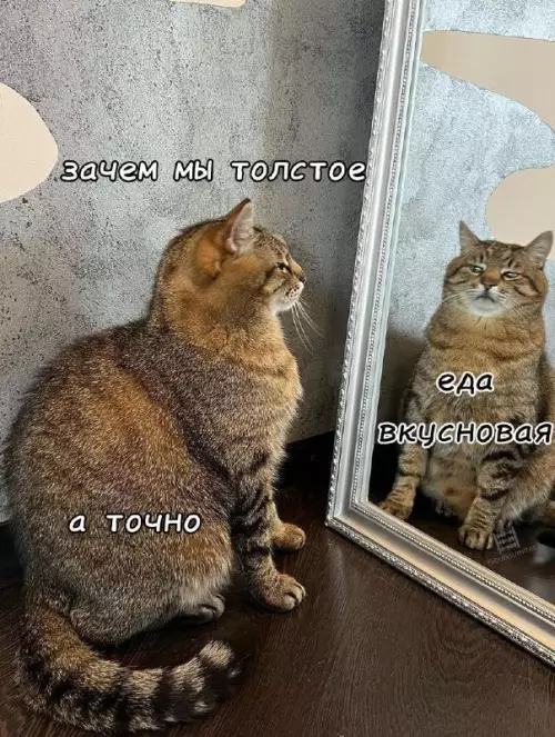 Смешная картинка №681100 коты