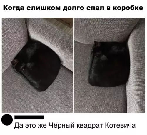 Смешная картинка №503178 Квадратный котень