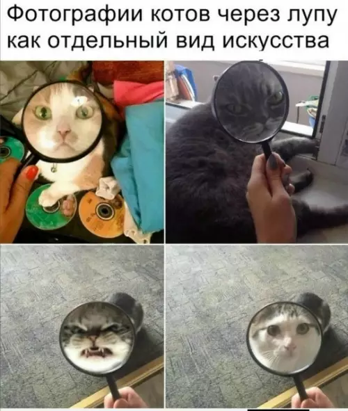 Кошачье искусство в деталях 🔍🐱 - Фотографии котов через лупу как отдельный вид искусства