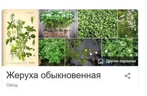 Смешная картинка №538995 Kaжется, я стала растением