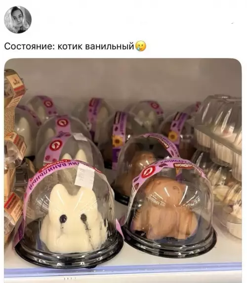 Когда ты — ванильный котик 🍦🐾 - Состояние: котик ванильный