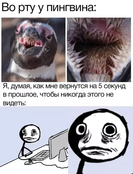 Смешная картинка №576187 А я думал они милые( пингвины, животные