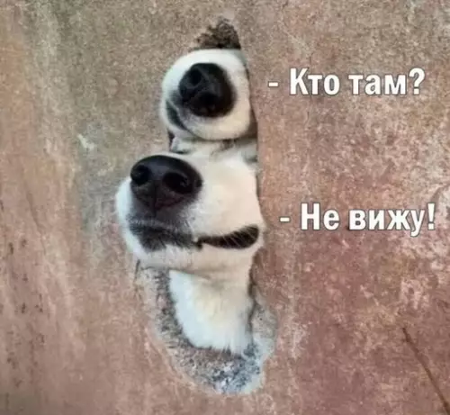 Смешная картинка №692899 собаки