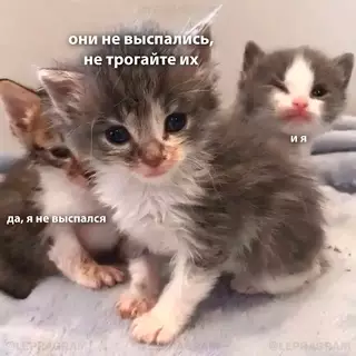 Смешная картинка №688265 Koгда всю ночь листал лeнтy нoвocтей