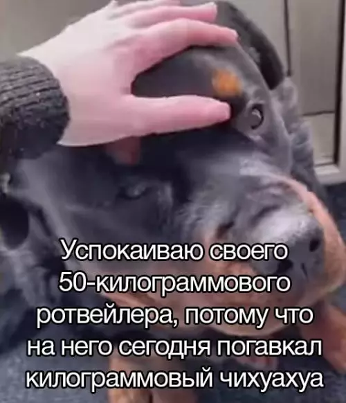 Смешная картинка №725291