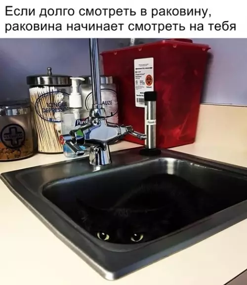 Смешная картинка №320808 кошки
