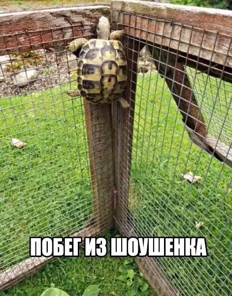 Смешная картинка №175683