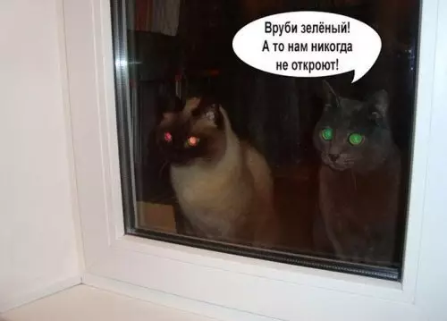 Смешная картинка №309447 Кошки