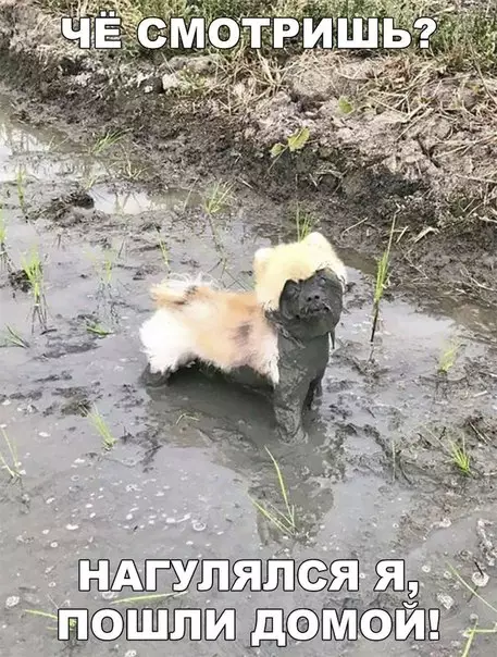 Смешная картинка №213002