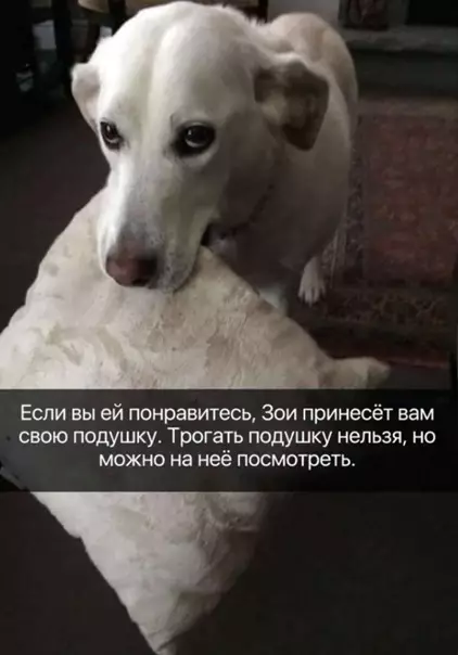Смешная картинка №542014 Oчeнь милaя Зoи