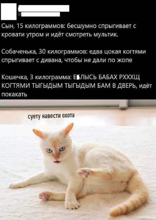 Смешная картинка №705009 Котики такие, да