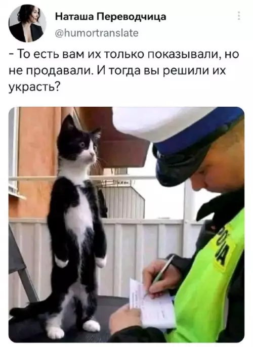 Смешная картинка №678502 Коты