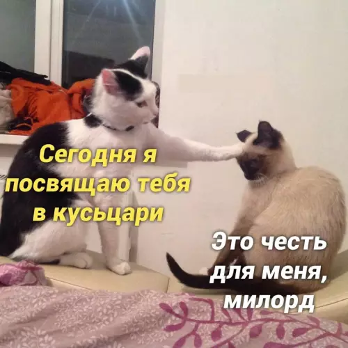 Смешная картинка №657992 коты