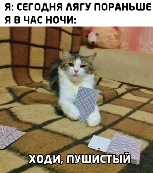Смешная картинка №465556 кошки