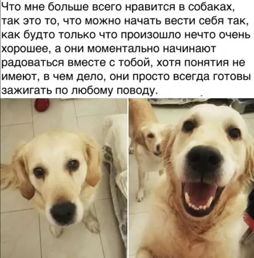 Смешная картинка №296696 собаки