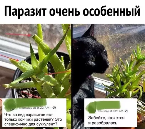 Смешная картинка №573096 Котикyс обыкновениКУСЬ.
