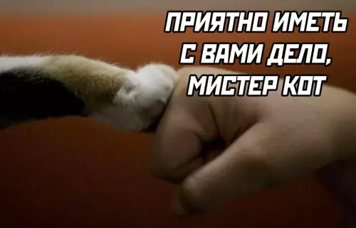 продолжение Смешная картинка №692409 Коты