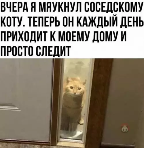 Смешная картинка №597434 Кажется, ты сболтнул что-то лишнее. А за слова надо отвечать ? Коты