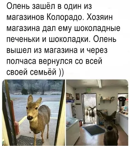 Смешная картинка №281605 олень, животные