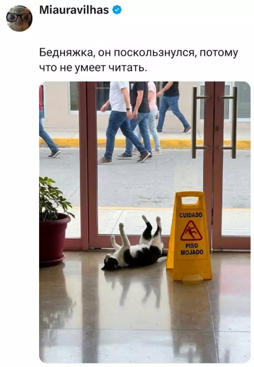 Кот против правил дорожного движения 🐈‍⬛🚫 - Бедняжка, он поскользнулся, потому что не умеет читать. CUIDADO PISO