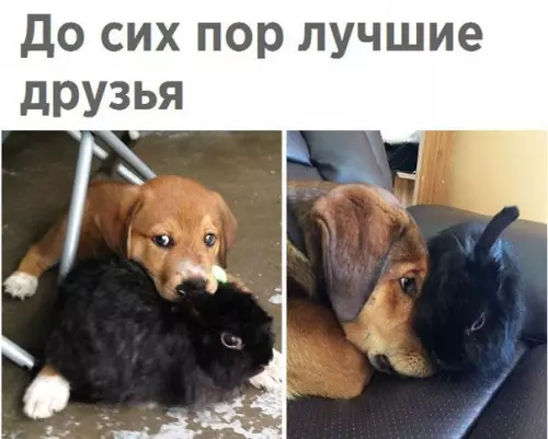 Смешная картинка №232094