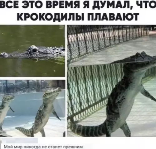 Смешная картинка №486081 животные