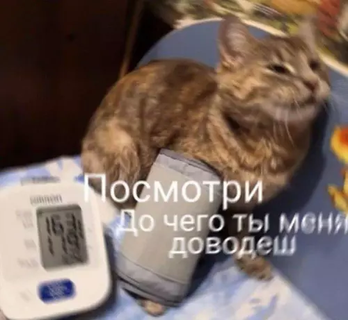 Смешная картинка №615511 Когда сказал коту, что не собираешься в этом году ставить ёлку
