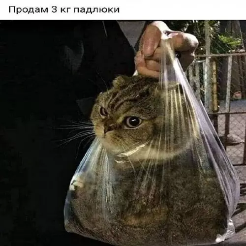 Смешная картинка №759572