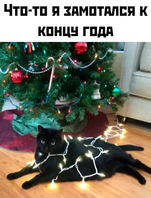 Смешная картинка №794594 Все мы немного этот кот