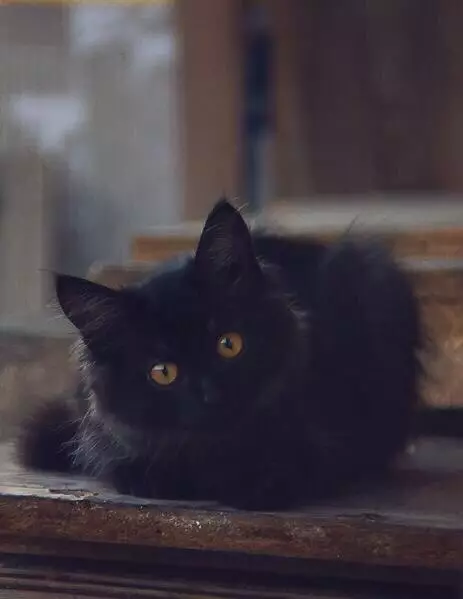 Смешная картинка №263242 И почему говорят, что чёрные коты к несчастью? К несчастью могут быть только люди, а коты — они к доброте.