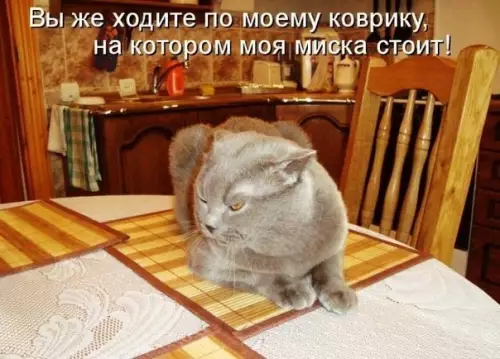 Смешная картинка №465619 Мecть кошки